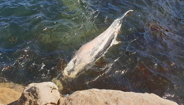 Encuentran el cadáver de una ballena en una playa de la localidad lucense de Cervo