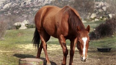 Detenido el artífice de la estafa de venta de carne de caballo que hacía pasar por ternera
