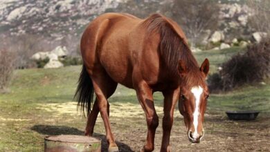 Detenido el artífice de la estafa de venta de carne de caballo que hacía pasar por ternera