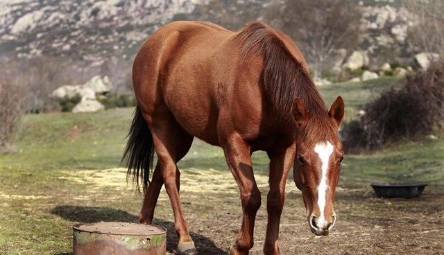 Detenido el artífice de la estafa de venta de carne de caballo que hacía pasar por ternera