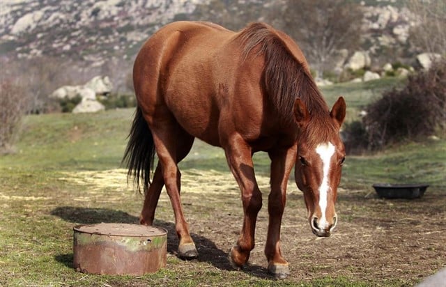 Caballo