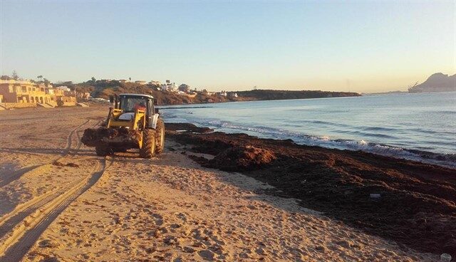 Algas en las playas de Andalucía