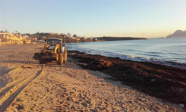 Algas en las playas de Andalucía