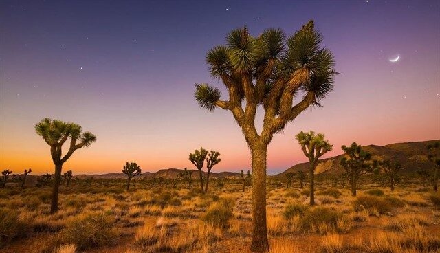 Los árboles del Joshua Tree, en extinción