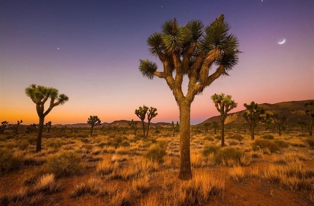 El árbol del Joshua Tree, en extinción