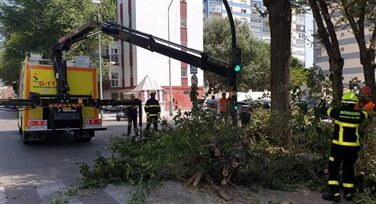 Dos mujeres heridas en Cádiz por la caída de un árbol de grandes dimensiones