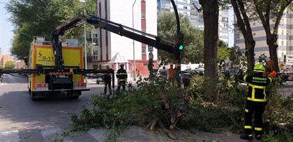 Dos mujeres heridas en Cádiz por la caída de un árbol de grandes dimensiones