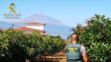 Siete acusados del presunto robo de mil kilos de aguacates en el norte de Tenerife