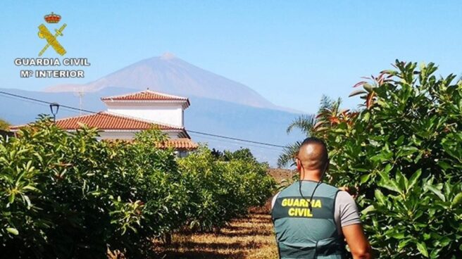 Siete acusados del presunto robo de mil kilos de aguacates en el norte de Tenerife
