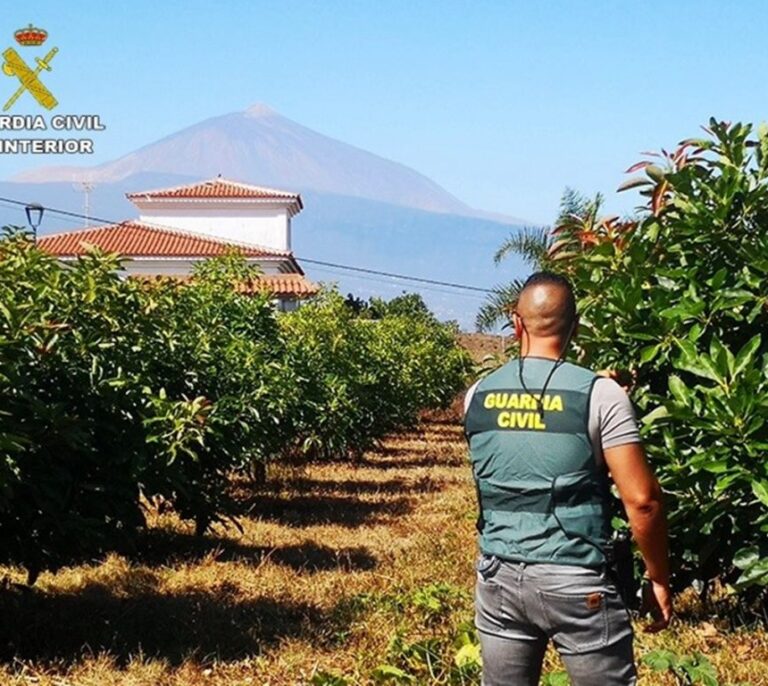 Siete acusados del presunto robo de mil kilos de aguacates en el norte de Tenerife