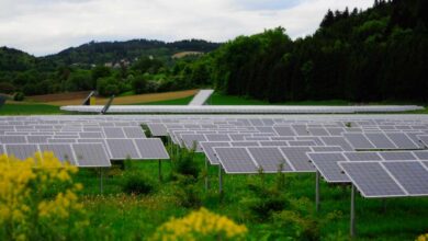 Plantas solares con nidos y casas de insectos: así quiere ser más verde la energía verde