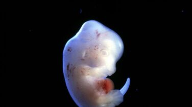 Japón aprueba los primeros experimentos para crear híbridos de humanos y animales