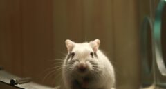 Un experimento con ratones abre una nueva vía contra la obesidad