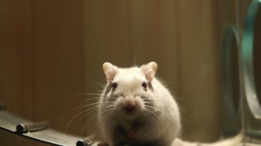 Un experimento con ratones abre una nueva vía contra la obesidad