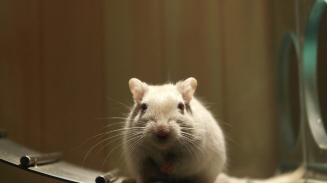 Un experimento con ratones abre una nueva vía contra la obesidad