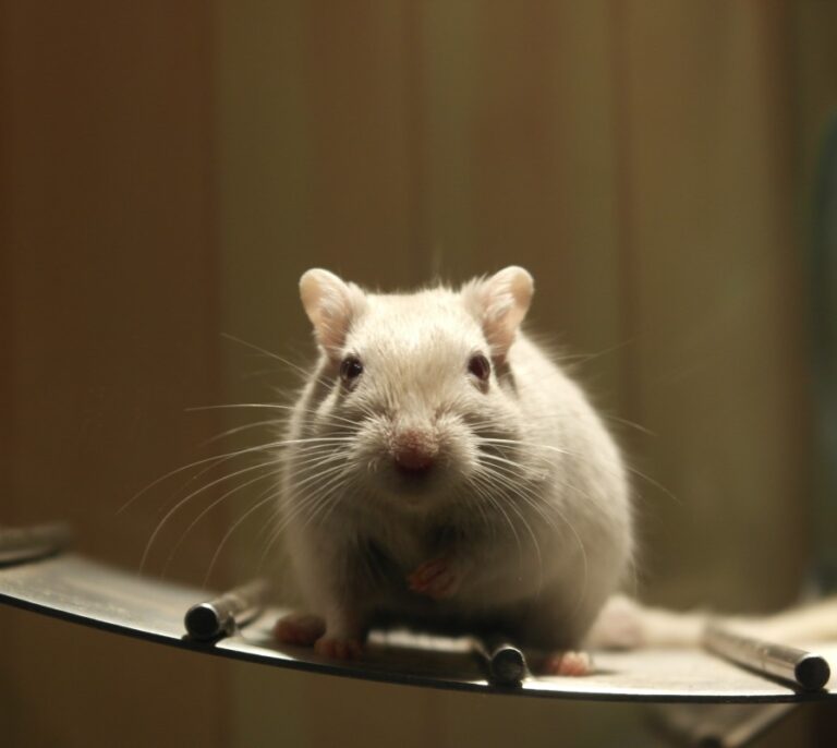 Un experimento con ratones abre una nueva vía contra la obesidad