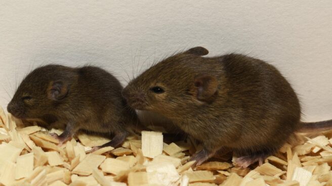 ratones de laboratorio