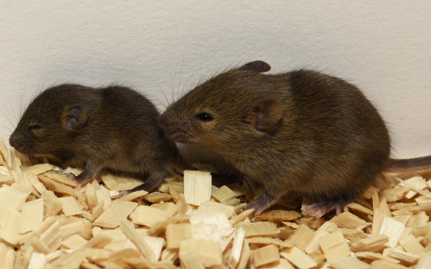 Un nuevo tratamiento logra eliminar el cáncer de vejiga en ratones