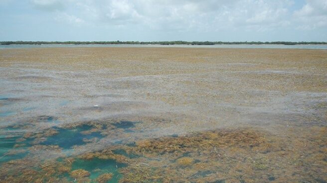 Los vertidos de fertilizantes crean un puente de algas que cruza el océano Atlántico