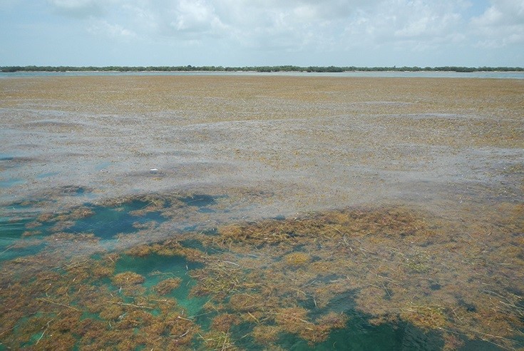 Los vertidos de fertilizantes crean un puente de algas que cruza el océano Atlántico