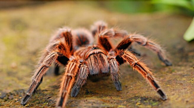 Tarántula