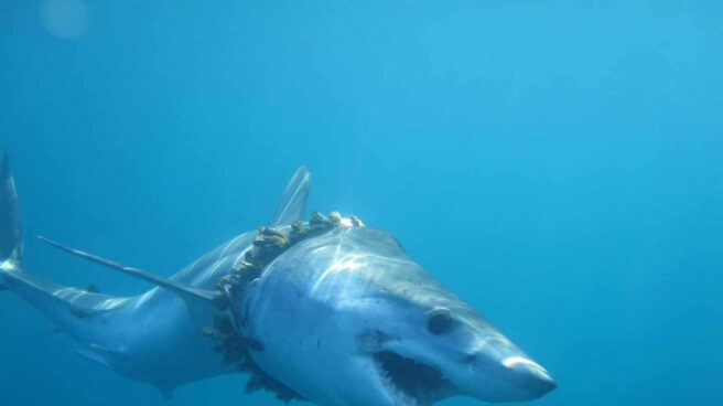 tiburones y rayas enredados por el plastico