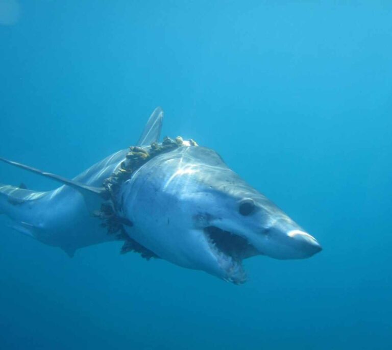 Artilugios de pesca, embalajes y neumáticos atrapan a tiburones y rayas en el océano