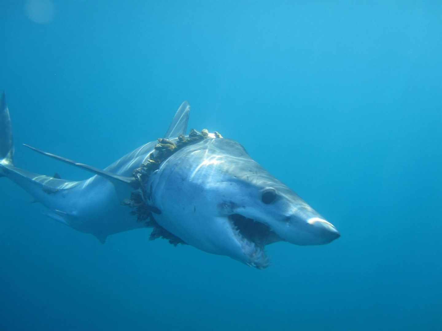 Artilugios de pesca, embalajes y neumáticos atrapan a tiburones y rayas en el océano