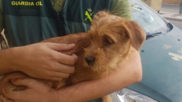 Dos investigados por lanzar a un perro al río desde un puente de ocho metros en Navarra