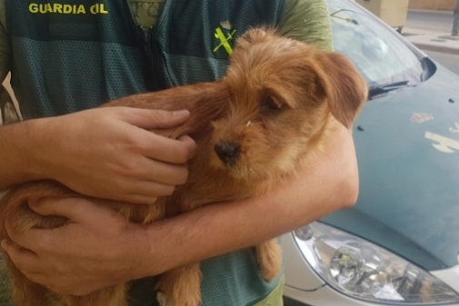 Perro rescatado en Navarra