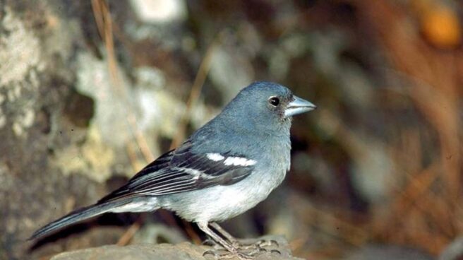 Birdlife Birdlife