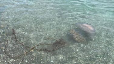 Localizan una medusa de dos metros en las playas de Málaga