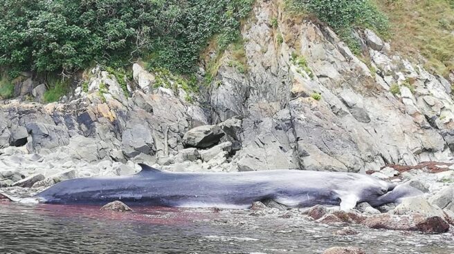 Encuentran una ballena muerta de más de 16 metros en Asturias