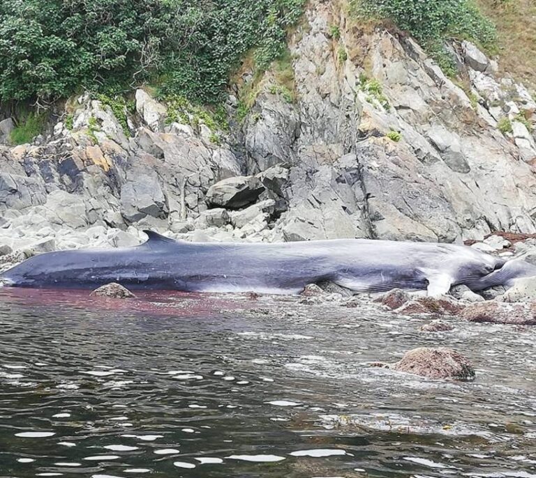Encuentran una ballena muerta de más de 16 metros en Asturias