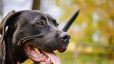 Un pitbull muerde a una niña en Córdoba y la deja con varias heridas