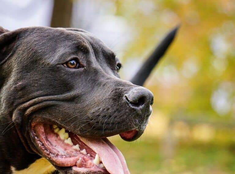 Operan a una niña de 9 años tras ser atacada por un pitbull en Alicante