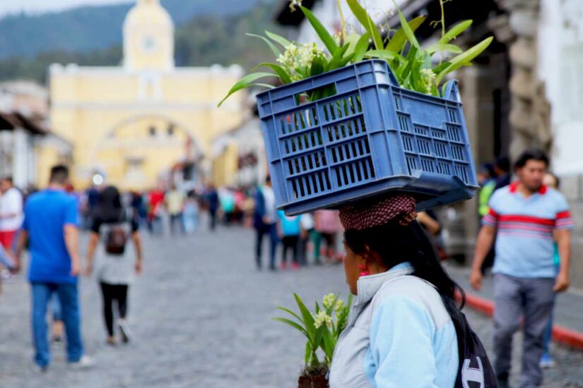 Una mujer lleva una cesta con plantas en la cabeza