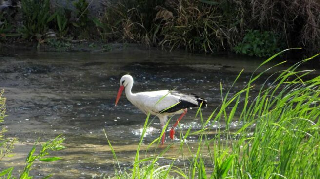 Hallan una cigüeña muerta con gripe aviar en la Laguna de La Nava (Palencia)