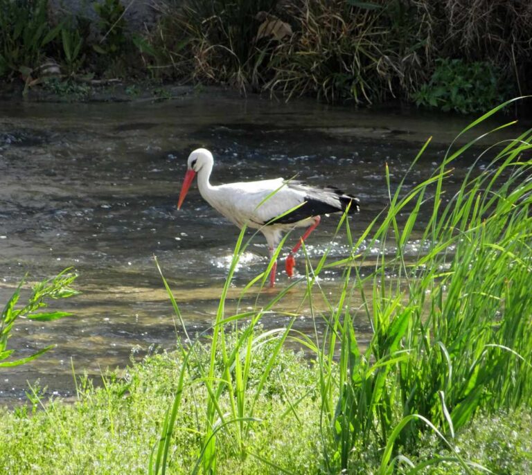 Hallan una cigüeña muerta con gripe aviar en la Laguna de La Nava (Palencia)