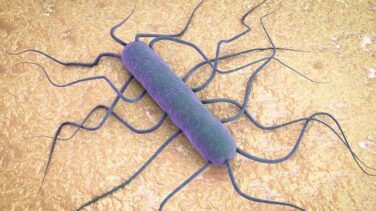 Las claves para entender la listeriosis: síntomas, precauciones y zonas afectadas