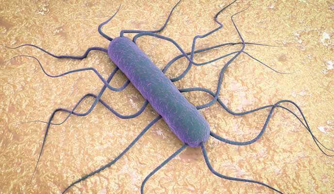 ¿Qué es la listeriosis y cómo se diagnostica?