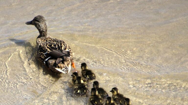 Una familia de patos