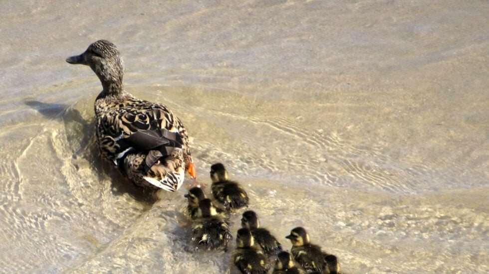 Una familia de patos