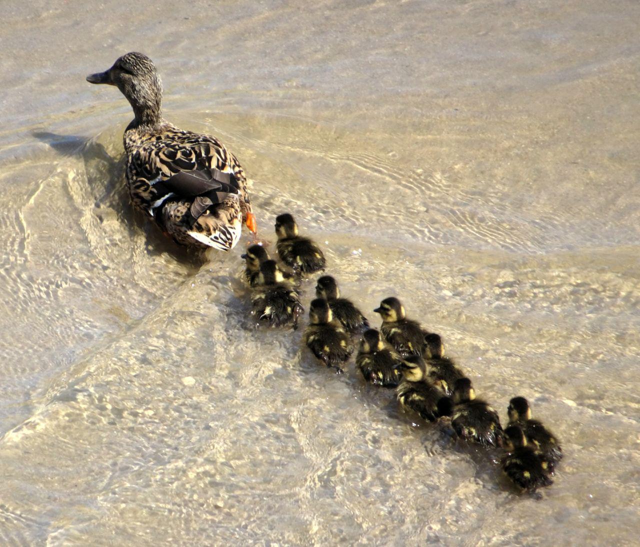 Una familia de patos