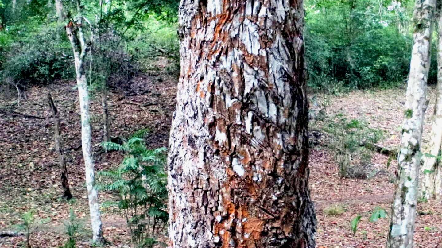 Tronco de un árbol del chicle en la selva de Guatemala