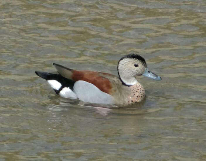 Un pato de collar