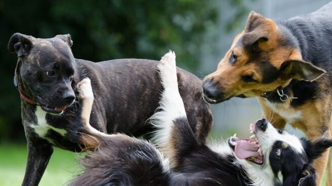 Investigan a doce acusados de dar muerte a 46 perros en Mérida