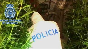 Detenido un hombre con 600 plantas de marihuana dentro de su casa en Elche