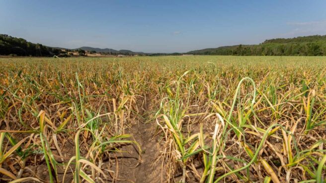 El PP exige al Gobierno fijar los precios agrícolas en origen por encima del coste de producción