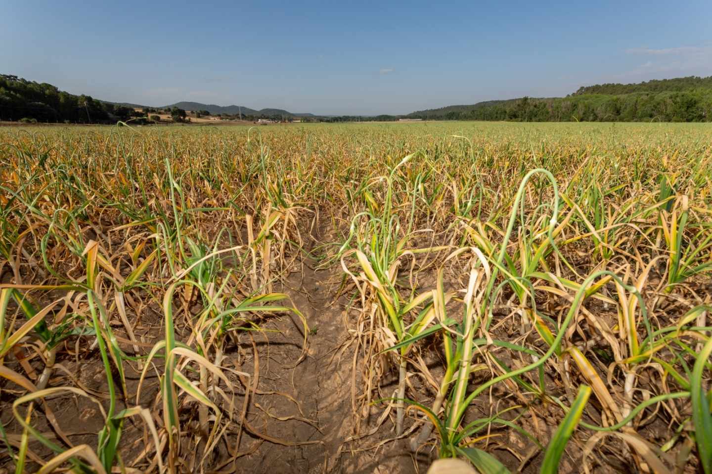 El PP exige al Gobierno fijar los precios agrícolas en origen por encima del coste de producción